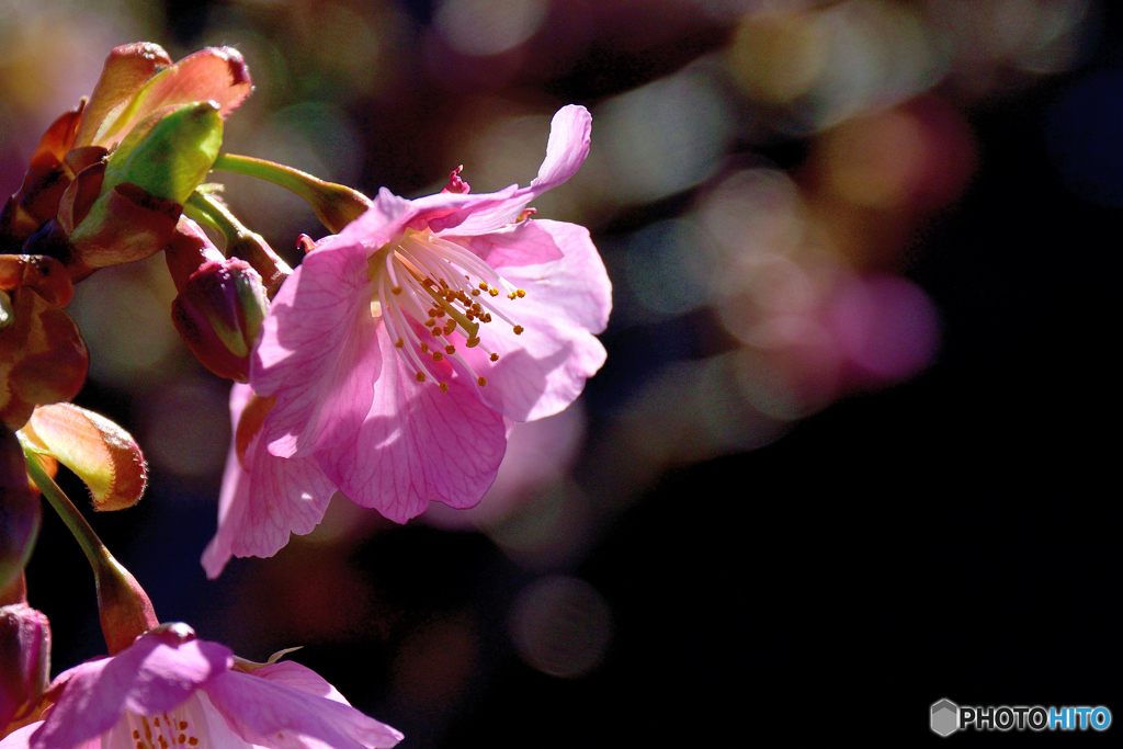 河津桜２
