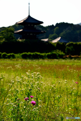 初夏の法起寺（３）