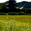 初夏の法起寺（３）