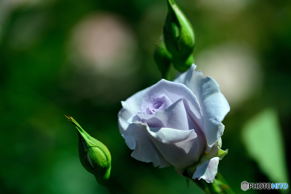 霊山寺の薔薇4