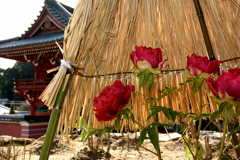 桜門と冬ボタン