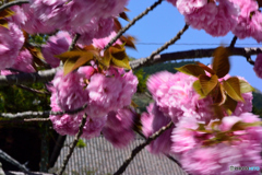 春の嵐