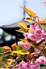 当麻寺のボタン桜