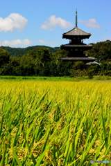 法起寺三景（稲穂）
