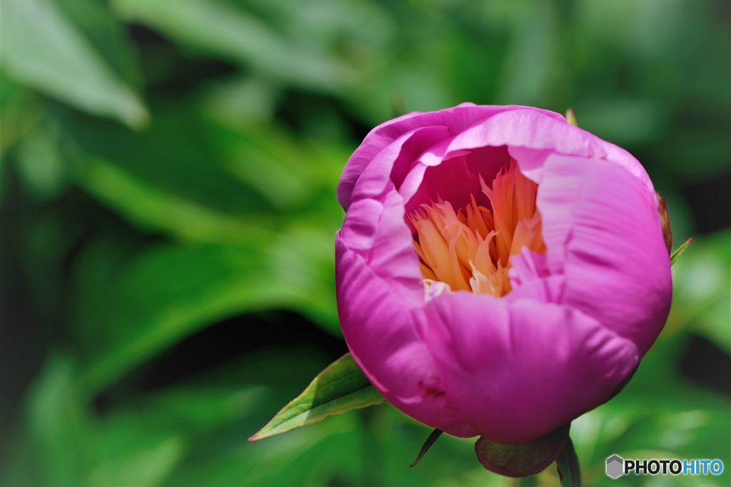 石光寺の芍薬（4）