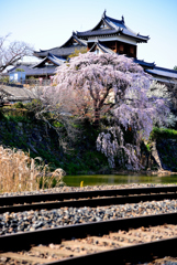 枝垂れ桜