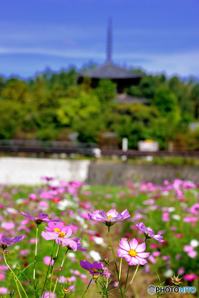 法輪寺