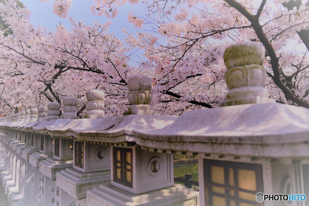 桜灯篭