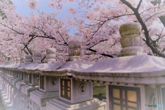 桜灯篭