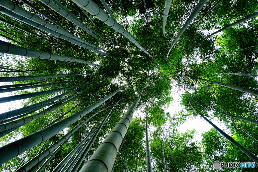 圓光寺竹林