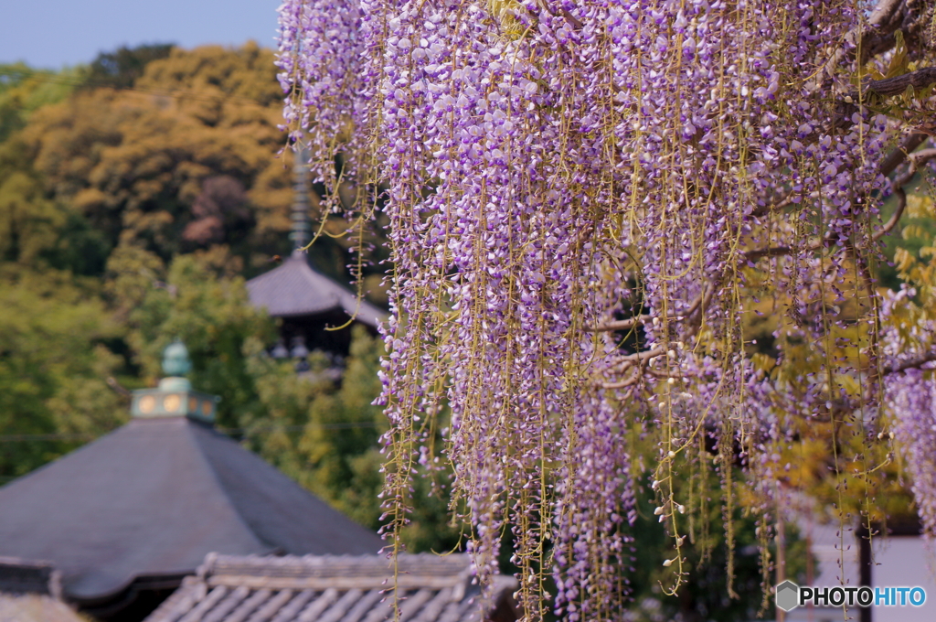 當麻寺の藤