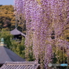 當麻寺の藤