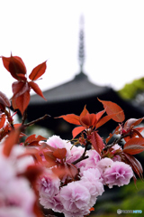 当麻寺の八重桜