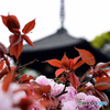 当麻寺の八重桜