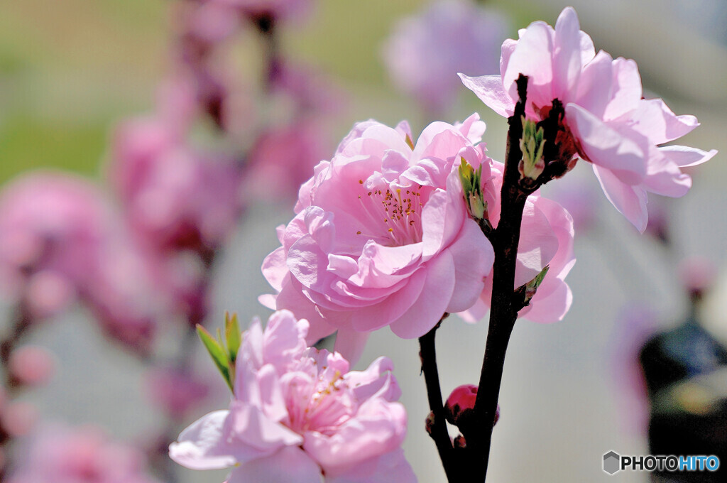 花桃