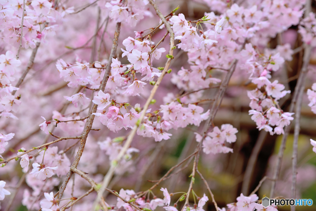 枝垂れ桜