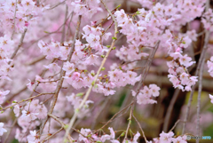 枝垂れ桜