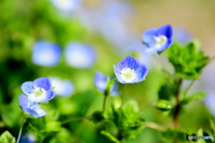 春の野草
