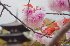 八重桜