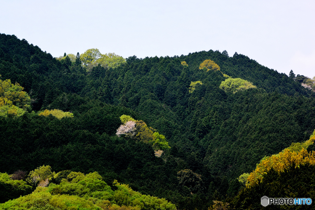 ひっそりと山桜