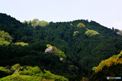 ひっそりと山桜