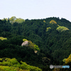 ひっそりと山桜