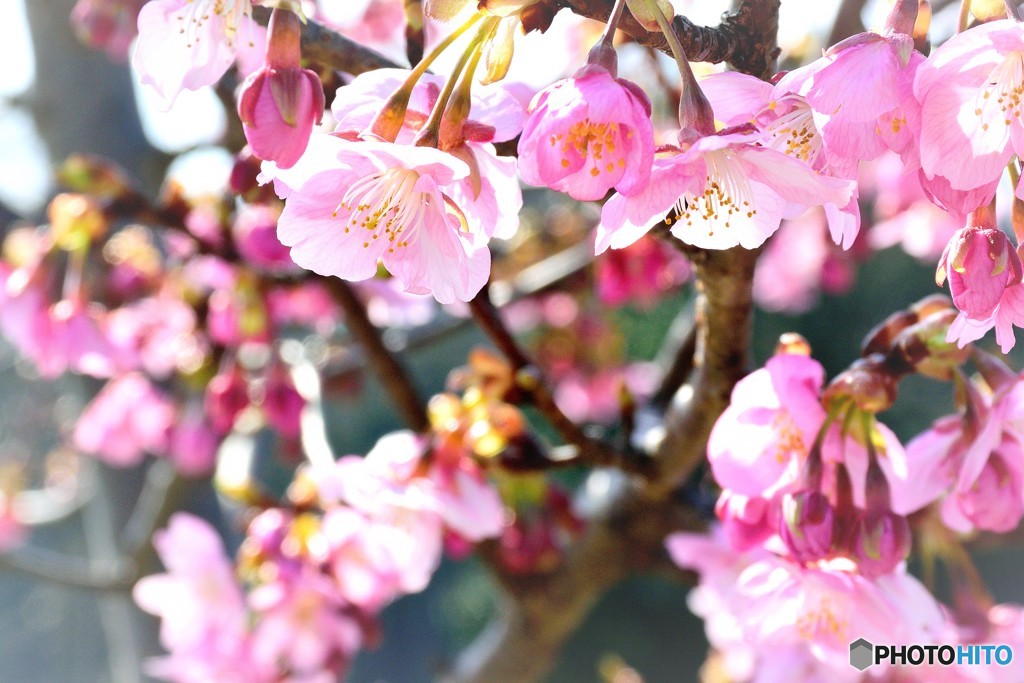 河津桜