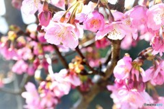 河津桜