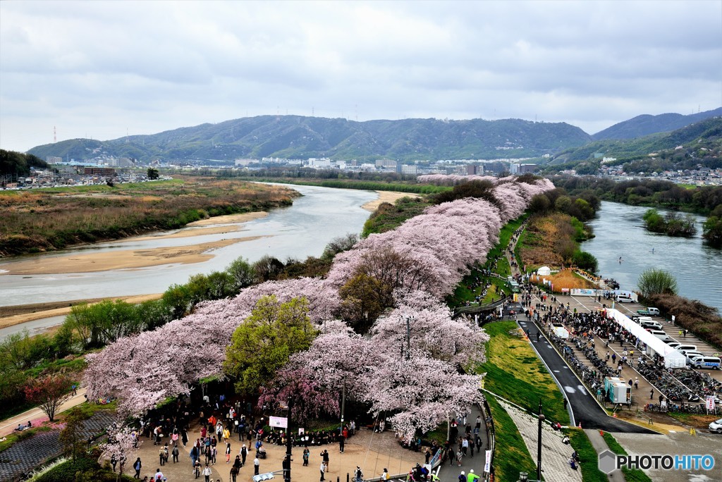 八幡・太閤堤の背割り桜（１）