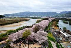 八幡・太閤堤の背割り桜（１）