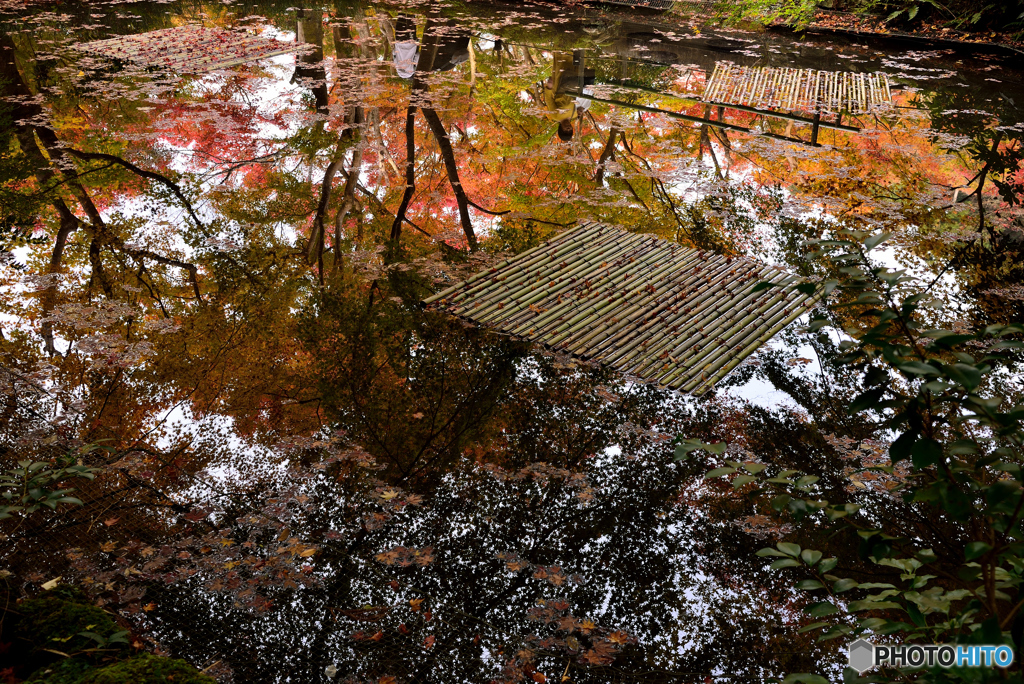 古池紅葉