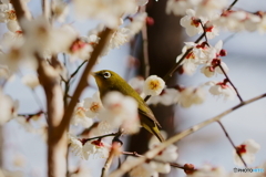 梅にメジロ