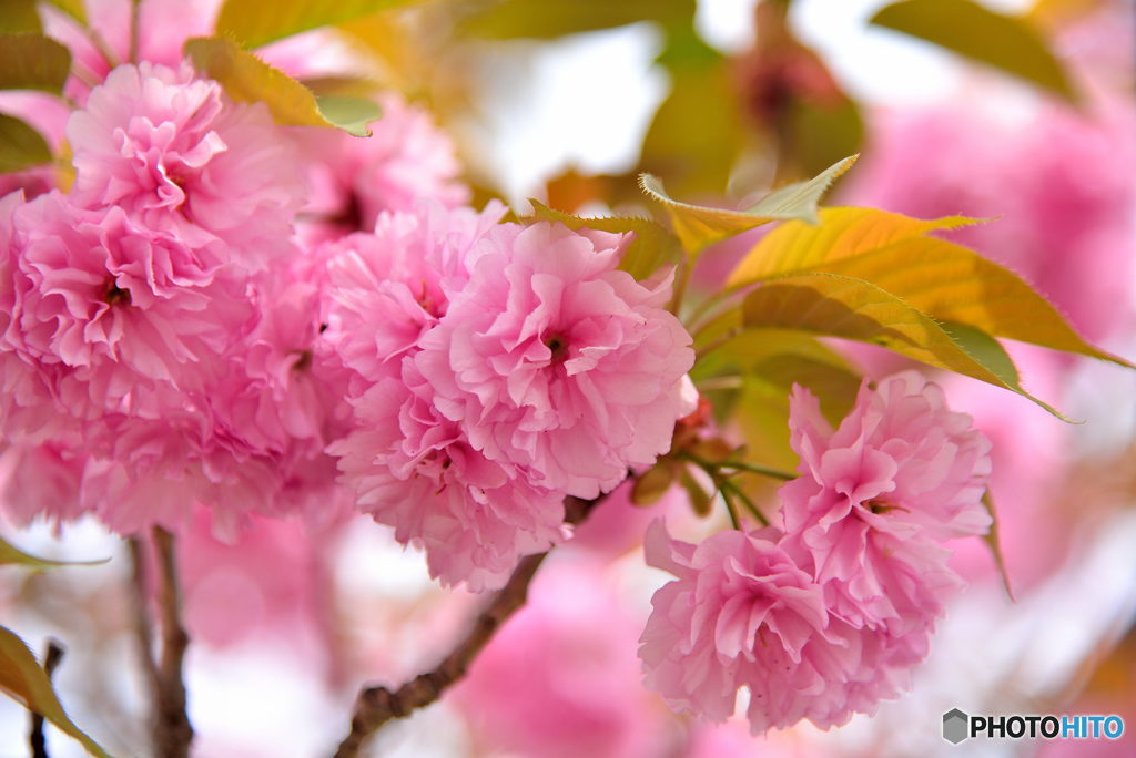 最後の桜