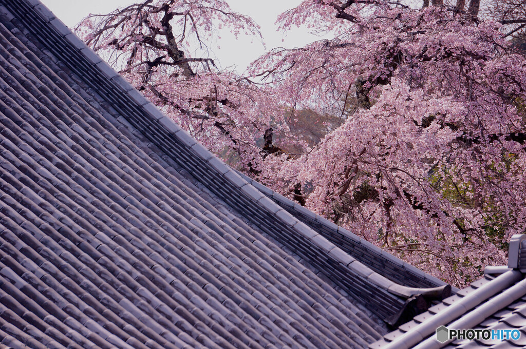 當麻寺の大枝垂れ