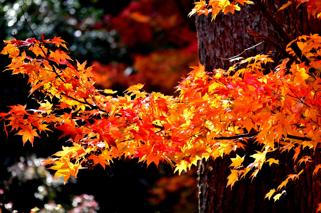 紅葉