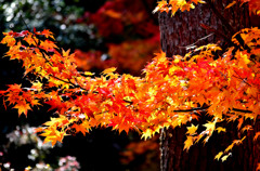 紅葉