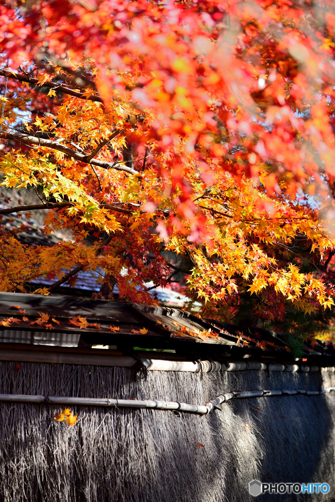 紅葉の宝厳院