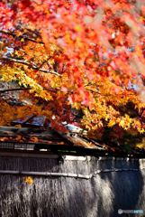 紅葉の宝厳院