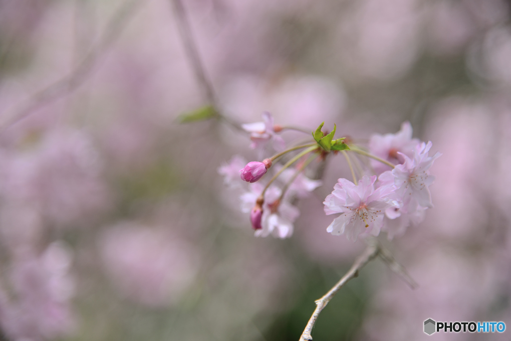 蕾