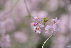 蕾