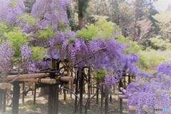 藤園