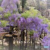 藤園