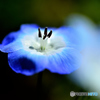 蕊