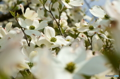 公園の花水木