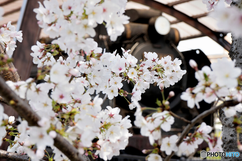 桜に囲まれて