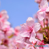 河津桜