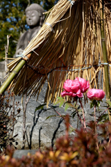浄土庭園の冬ボタン