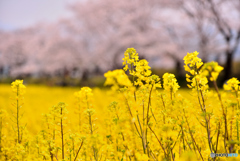 菜の花コラボ