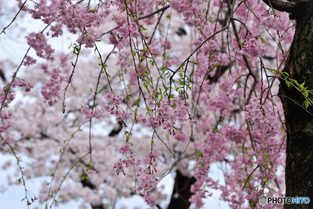 八幡・太閤堤の背割り桜（３）