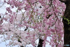 八幡・太閤堤の背割り桜（３）